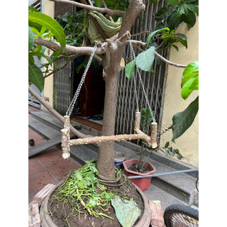 cầu đứng cho vẹt nhỡ.