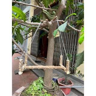 cầu đứng cho vẹt nhỡ.