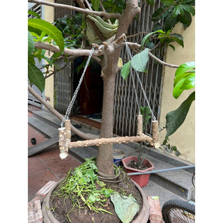 cầu đứng cho vẹt nhỡ.