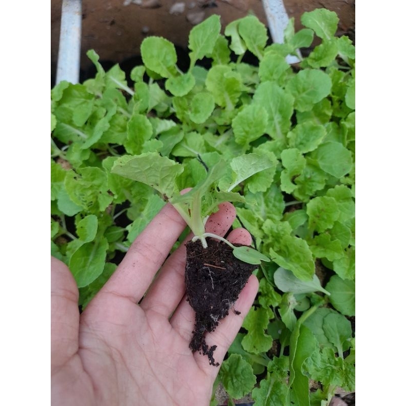 Combo 10 Cây giống cải bẹ dún, cải bẹ nhúng, hình chụp thật tại vườn