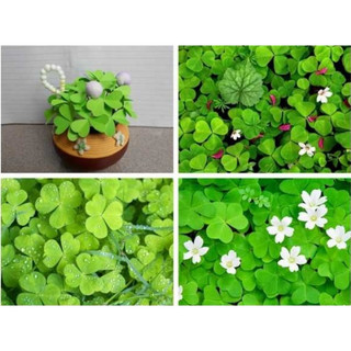 Hạt giống cỏ ba lá trắng gói 200 hạt