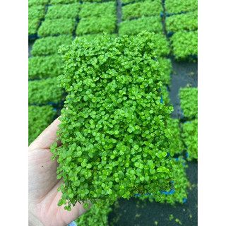 Trân châu ngọc trai - Cây thuỷ Sinh