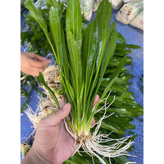 Cây lưỡi mèo - Cây thuỷ sinh