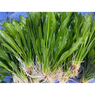 Cây lưỡi mèo - Cây thuỷ sinh