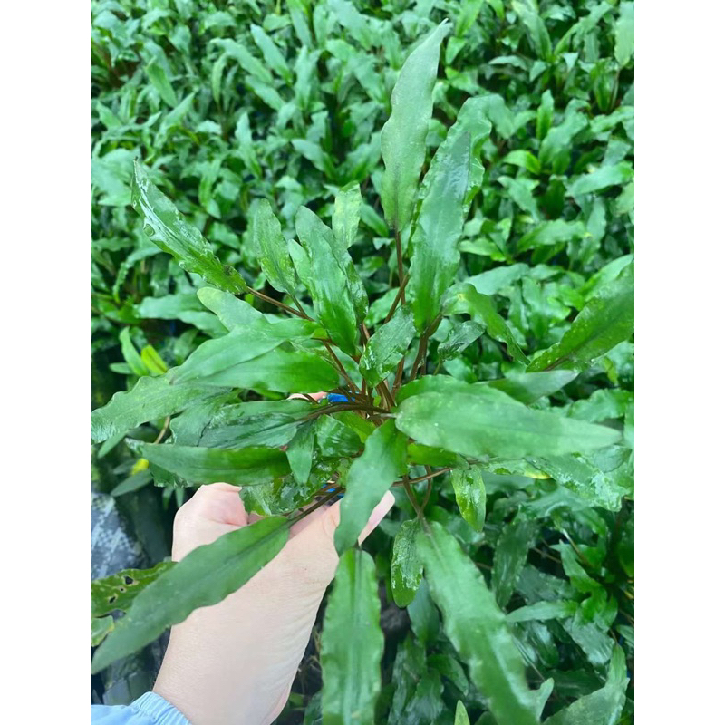 Tiêu thảo xanh - Cây thuỷ sinh