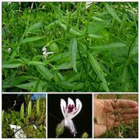 Hạt giống cây xiên tâm liên dể trồng-gói 50 hạt-tặng kèm gói phân bón lót