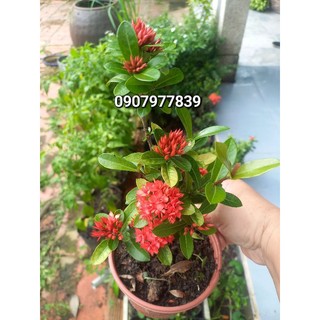 Cây Giống Bông Trang Sen_ mẫu đơn_