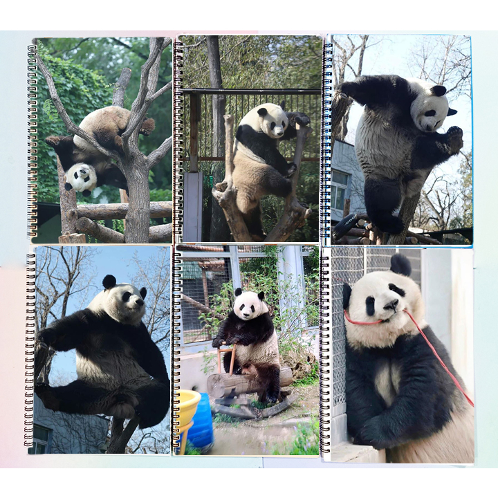 Sổ lò xo Gấu trúc manh lan hoa hoa phúc bảo phi vân thất tử Pandabiz SLI6 rilakkuma 60 trang 17x25cm