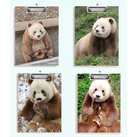 Kẹp tài liệu bìa cứng Gấu trúc manh lan hoa hoa phúc bảo Pandabiz phi vân thất tử KTLG31 hoa cúc  dễ thương cute size A4