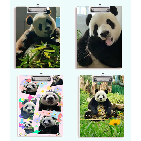 Kẹp tài liệu bìa cứng Gấu trúc manh lan hoa hoa phúc bảo Pandabiz phi vân thất tử KTLG31 hoa cúc  dễ thương cute size A4