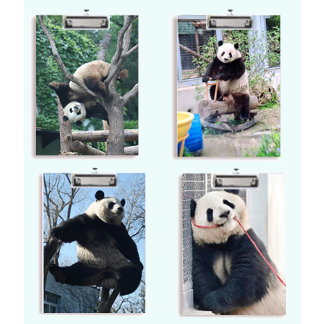 Kẹp tài liệu bìa cứng Gấu trúc manh lan hoa hoa phúc bảo Pandabiz phi vân thất tử KTLG31 hoa cúc  dễ thương cute size A4