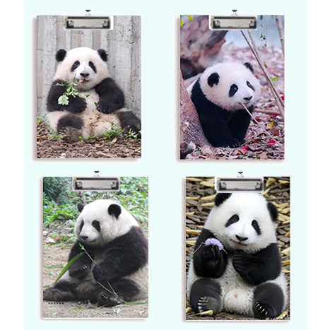 Kẹp tài liệu bìa cứng Gấu trúc manh lan hoa hoa phúc bảo Pandabiz phi vân thất tử KTLG31 hoa cúc  dễ thương cute size A4