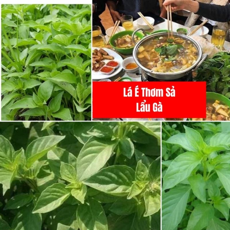200 hạt giống lá é trắng, thơm sả 💥 đặc sản món lẩu gà, ăn cực thơm ngon