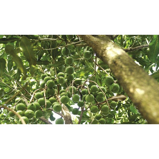 Hạt mắc ca túi 1 hạt