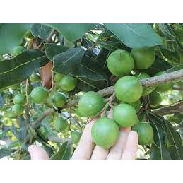 Hạt mắc ca túi 1 hạt