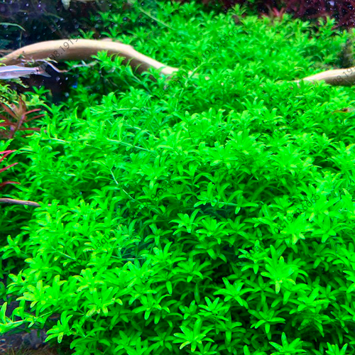 Cây thủy sinh Trân Trâu Cao Ba Lá