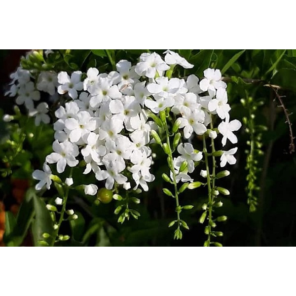 ALO SHOP SHIP KHÔNG BỊ GÃY-RẺ NHẤT-CÂY CHUỖI NGỌC TRẮNG/TÍM 80CM tặngdịchtrùn KHOQ11,7,9,thủđức,phúnhuận
