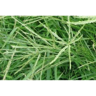 Cỏ Mần Trầu Tươi 500g