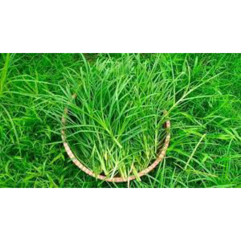 Cỏ Mần Trầu Tươi 500g