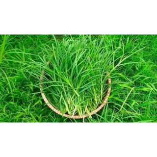Cỏ mần trầu tươi 500g