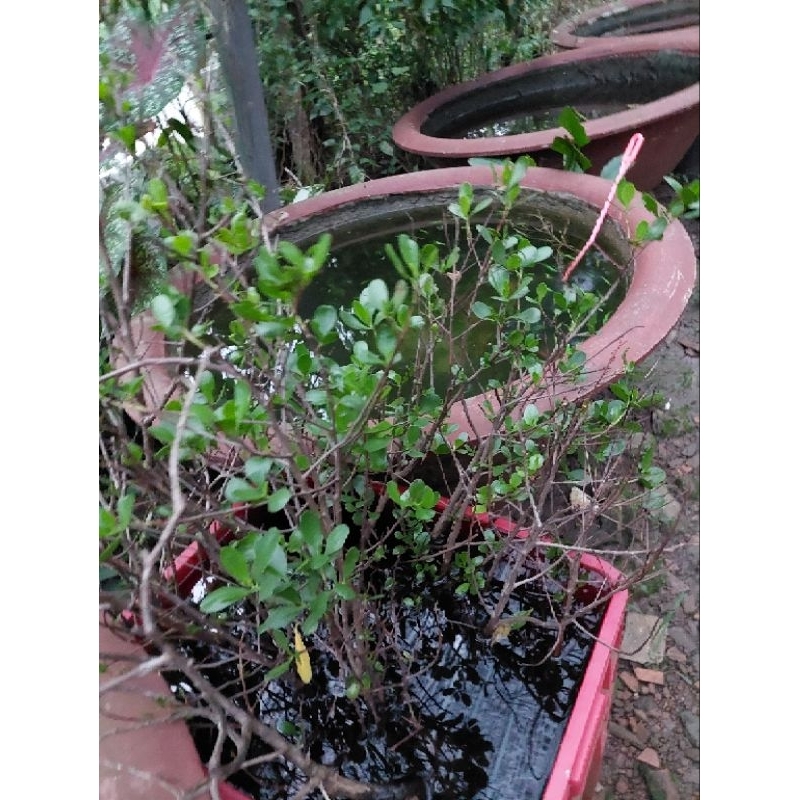 Rù Rì - cóc trắngCây Thủy Sinh Siêu Rẻ