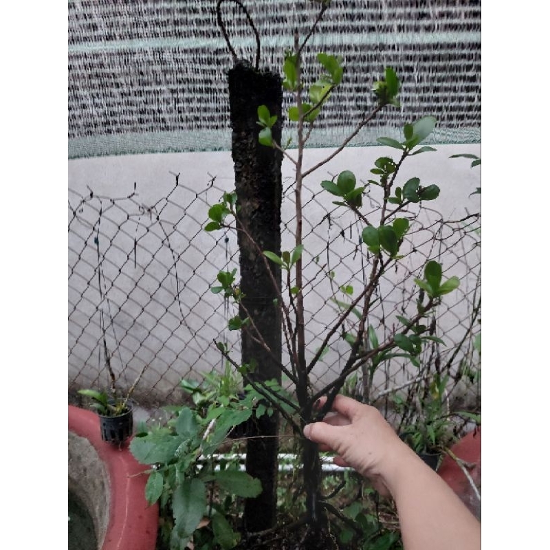 Rù Rì - cóc trắngCây Thủy Sinh Siêu Rẻ