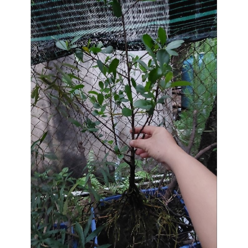 Rù Rì - cóc trắngCây Thủy Sinh Siêu Rẻ