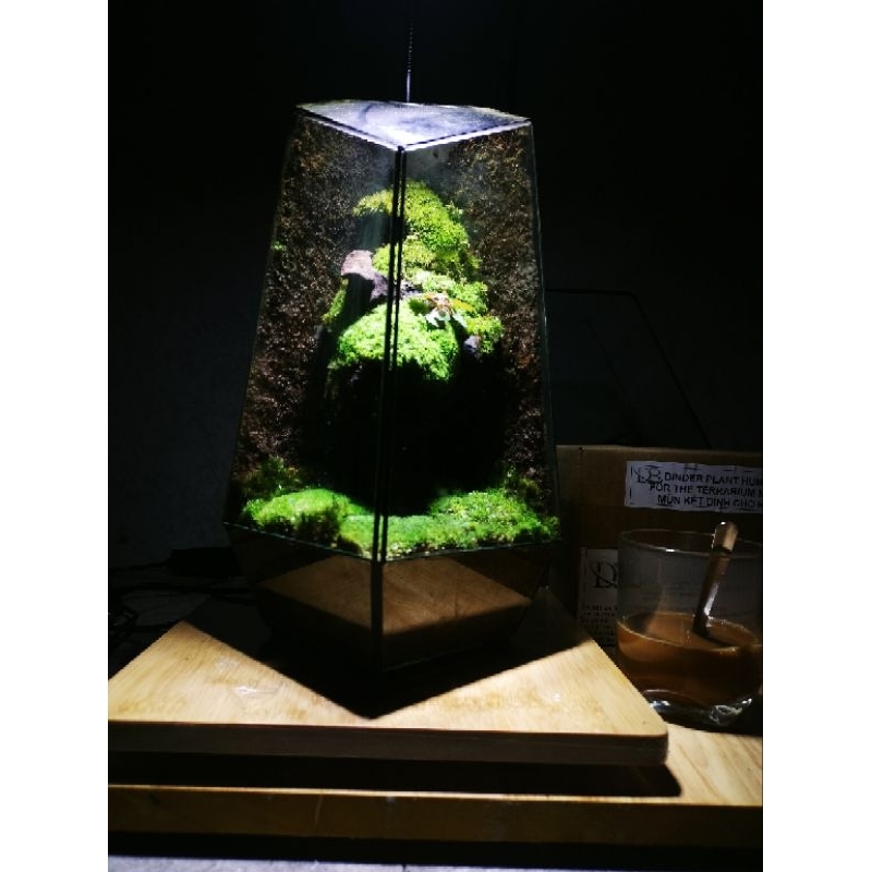 Mùn kết dính cho bể terrarium