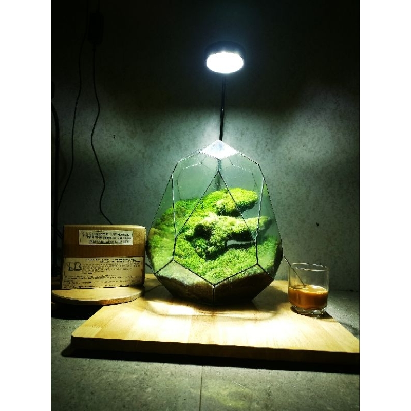 Mùn kết dính cho bể terrarium