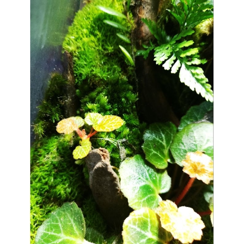 Mùn kết dính cho bể terrarium