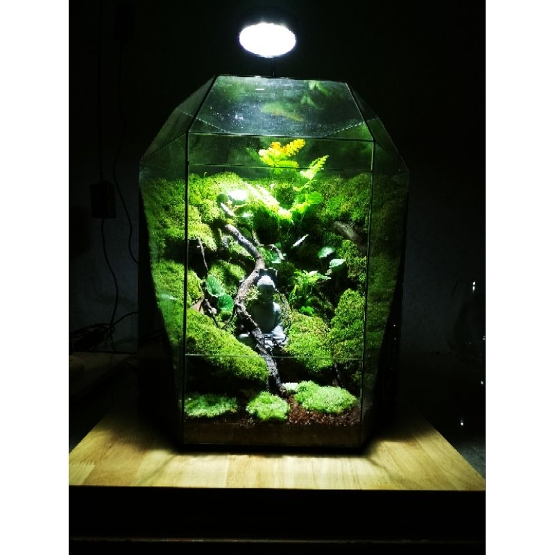 Mùn kết dính cho bể terrarium