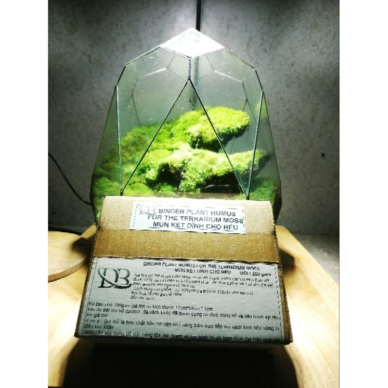 Mùn kết dính cho bể terrarium