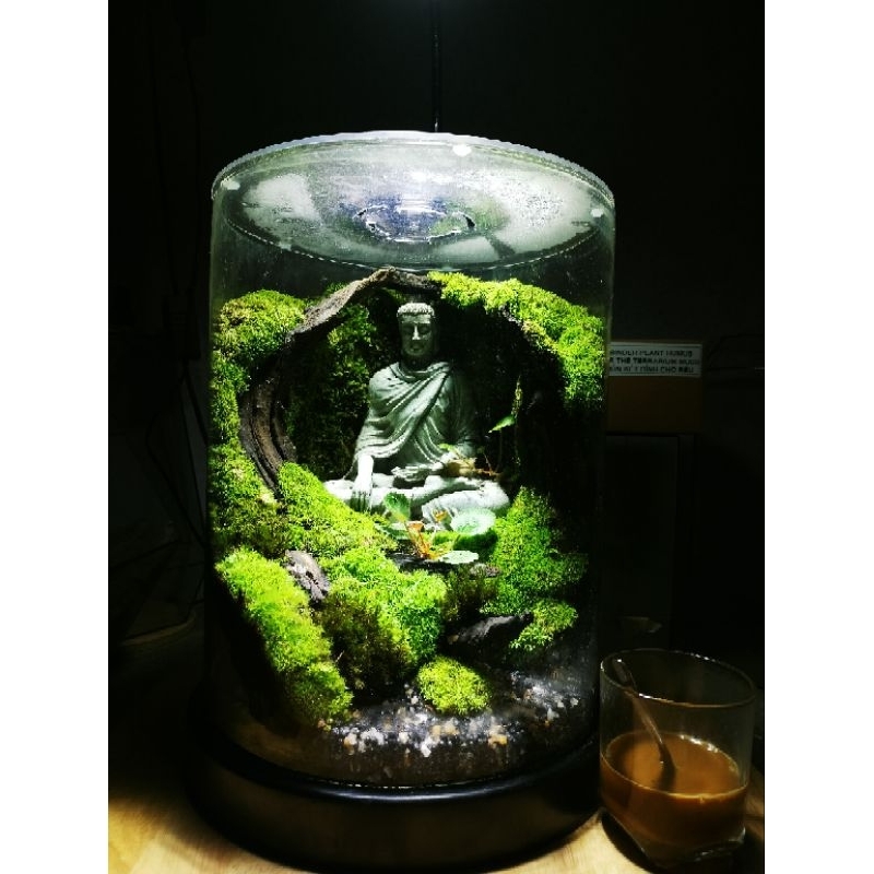 Mùn kết dính cho bể terrarium