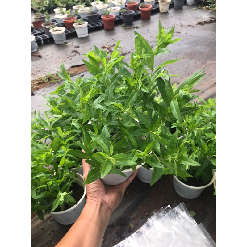 Xả chanh pháp chậu lớn mùi thơm nhiều công dụng