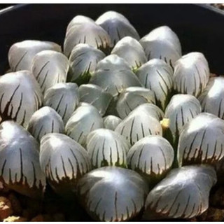 Sen Kim Cương Haworthia Cooperi Siêu Khỏe, Thuần Dưỡng