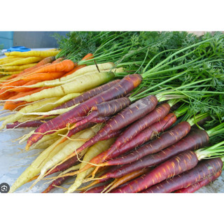 Hạt giống cà rốt mix 500 hạt
