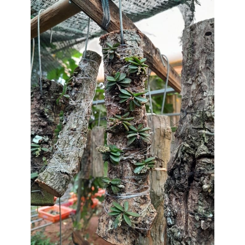 Combo 10 cây hoa lan Trứng Bướm