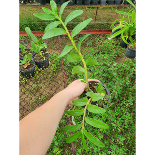 PHI ĐIỆP RỒNG LỬA