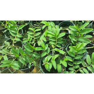 HOA LAN PHI ĐIỆP HÒA BÌNH
