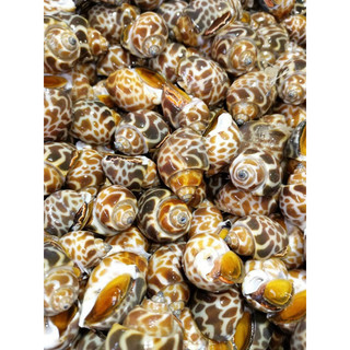 HOẢ TỐC - 1KG ỐC HƯƠNG QUẾ INDO