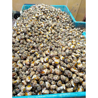 HOẢ TỐC - 1KG ỐC HƯƠNG QUẾ INDO