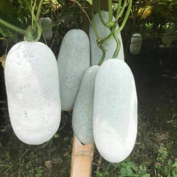 Bí xanh/ bí thơm Bắc Kạn ~ 2kg