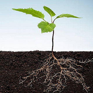 Phân Bón Ra Rễ Grow Root (100gr)