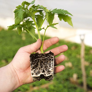 Phân Bón Ra Rễ Grow Root (100gr)