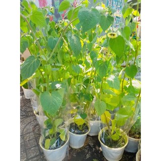 Cây giống Thù lù vàng nam mỹ, cây ươm vỉ