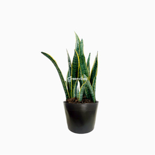 Cây lưỡi hổ greenvibes size trung h120 kiểng lá trang trí văn phòng nhà cửa phong thủy