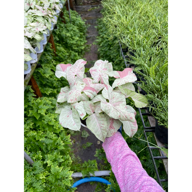 Syngonium Milk Confetti