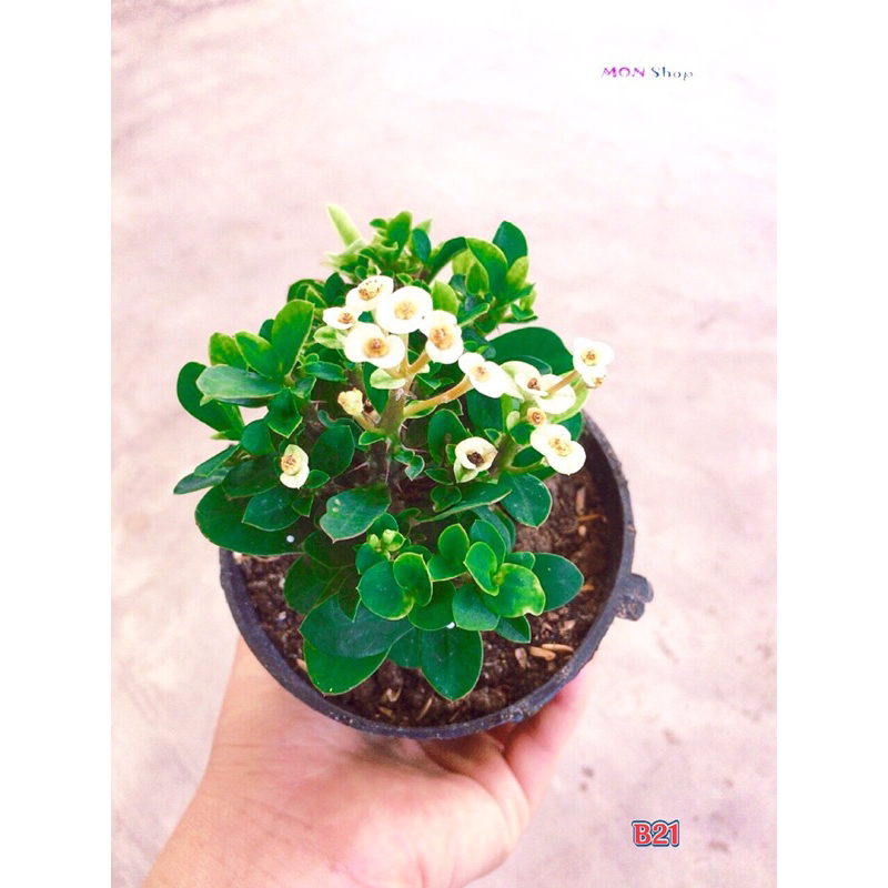 Xương rồng bát tiên mini hoa trắng dễ trồng siêng hoa