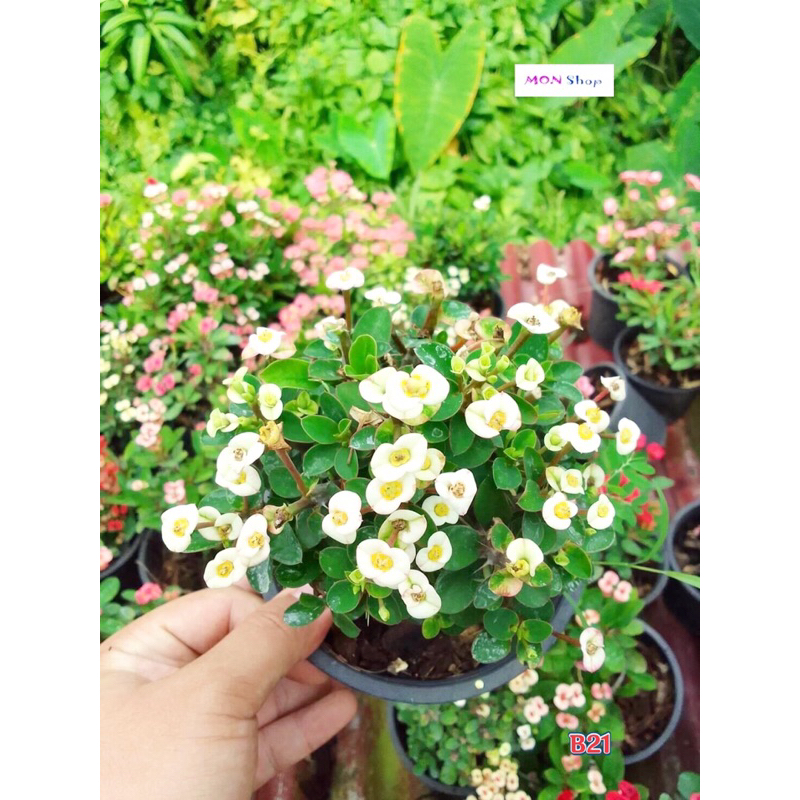 Xương rồng bát tiên mini hoa trắng dễ trồng siêng hoa