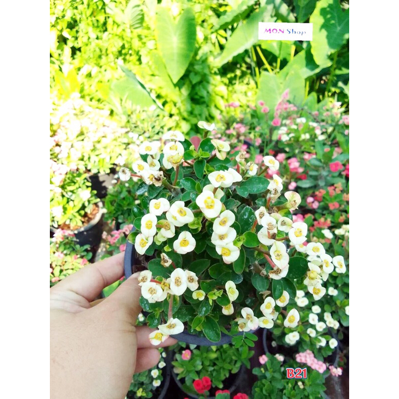 Xương rồng bát tiên mini hoa trắng dễ trồng siêng hoa